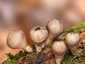 Körtealakú pöfeteg (Lycoperdon pyriforme), Visegrádi-hegység